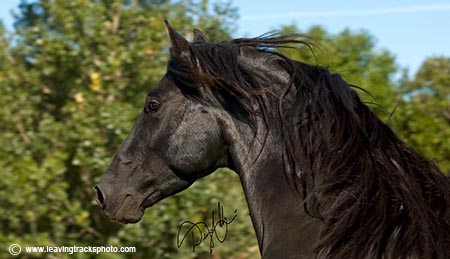 Andalusian