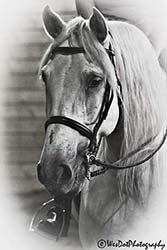 andalusian