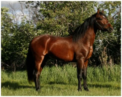 StallioPic