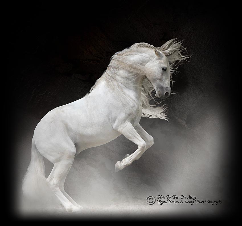 Association of the Foundation Andalusian Horse