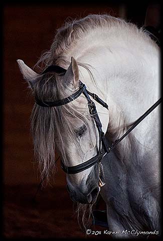 Andalusian