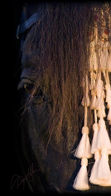 Andalusian