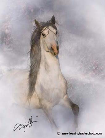Andalusian