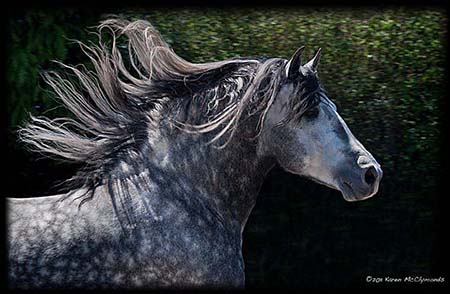 Andalusian