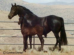 andalusian